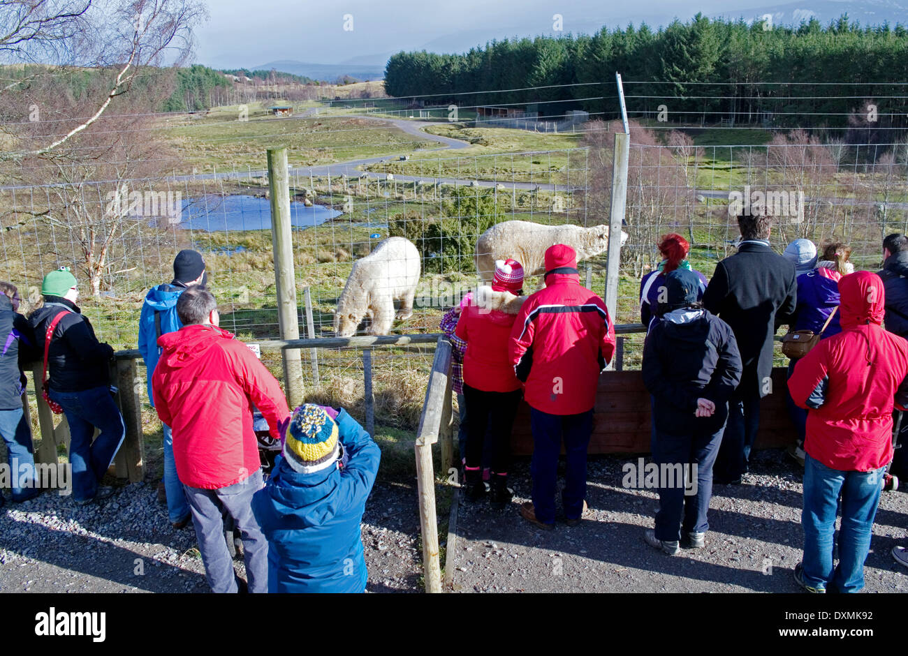 Besucher sehen junge männliche Eisbären Walker und Arktos bei der Fütterung von Anzeigebereich, Highland Wildlife Park, Schottland, Vereinigtes Königreich Stockfoto