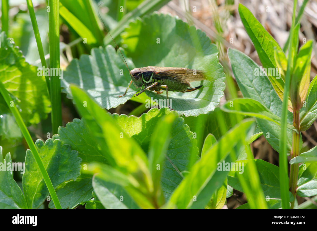 Eine braune und grüne Grille ruht auf einem Blatt in einer sonnigen Wiese Cumbrian. Stockfoto