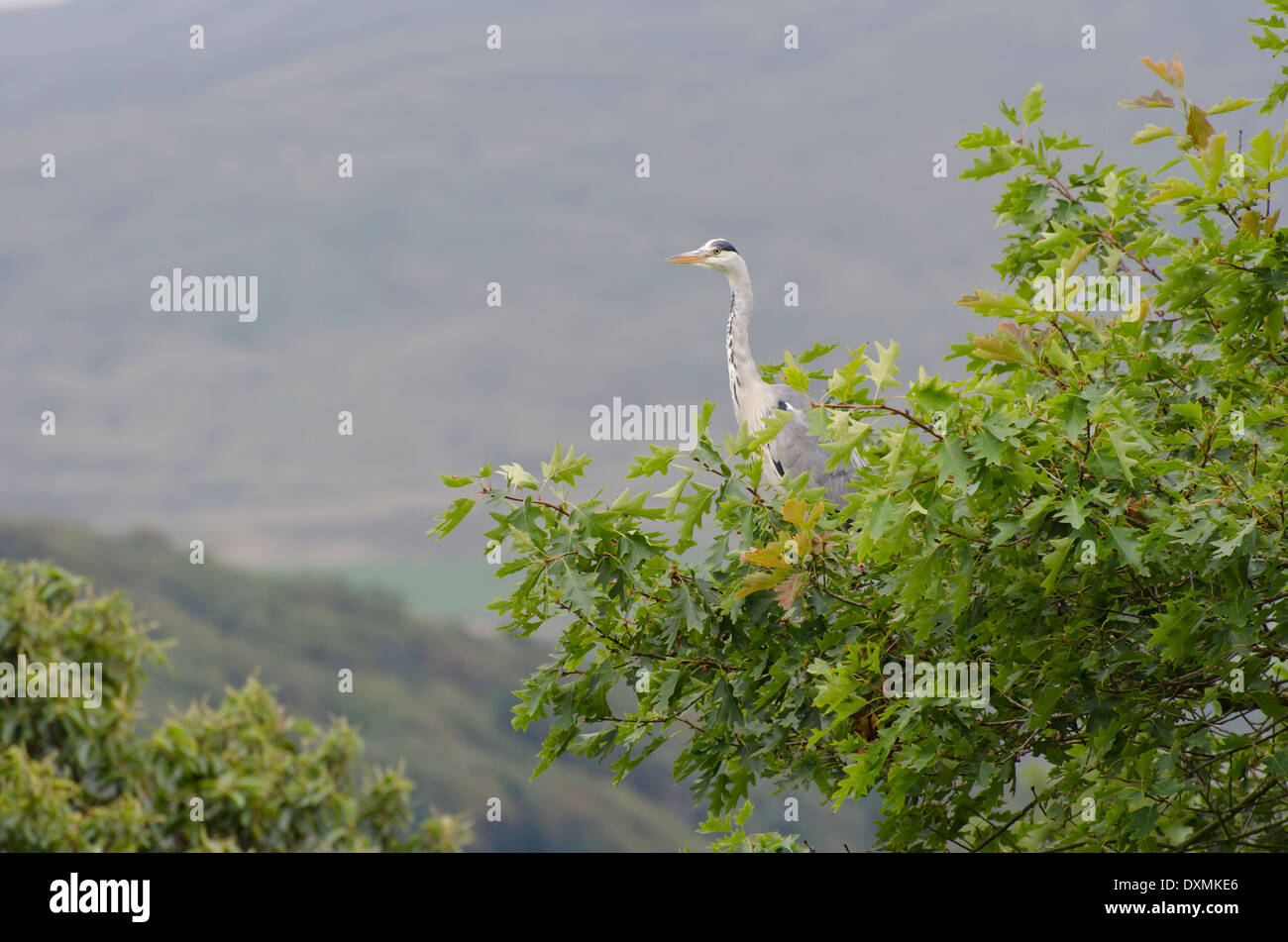 Ein Graureiher thront auf einem Baum am Muncaster Castle, Cumbria, England Stockfoto