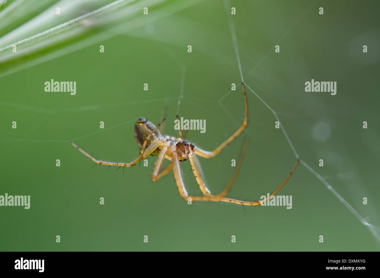 Eine kleine Spinne, bauen ihr Netz unter einem Bärenklau Blume auf einer Wiese Cumbrian Stockfoto