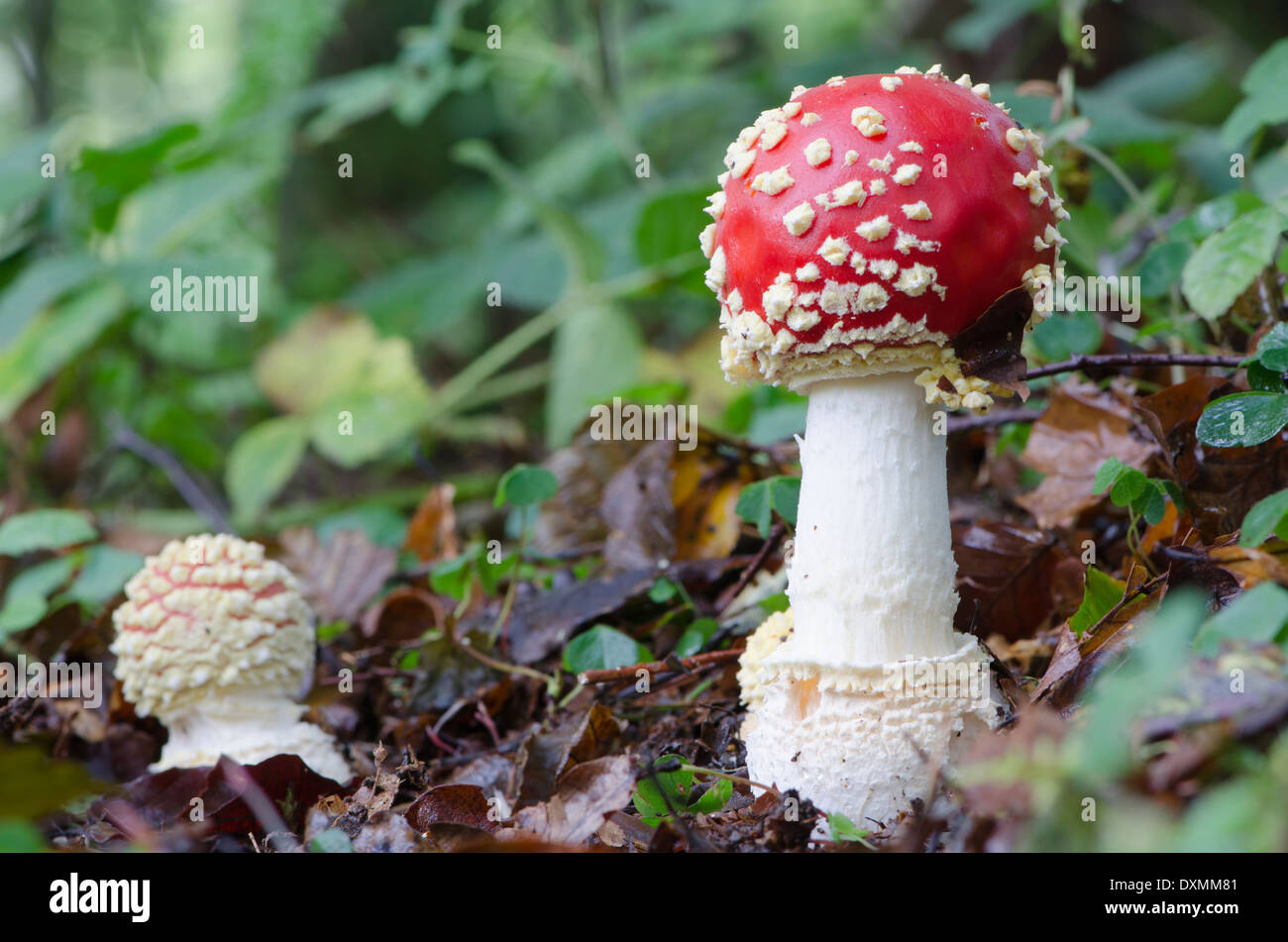 Junge aufstrebende Fliegenpilz Pilze in einem Cumbrian Holz Stockfoto