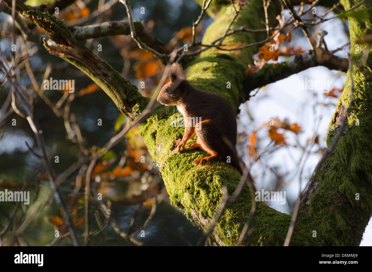 Genießen Sie die Wintersonne in einem Baum in einem Wald Cumbrian Eichhörnchen Stockfoto