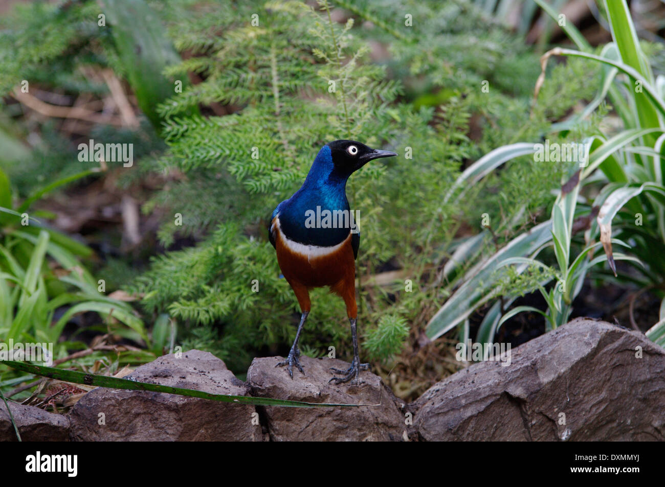 Eine hervorragende oder Spreo Starling - Spreo superbus Stockfoto