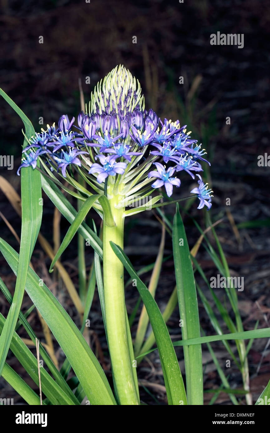 Peruanische Lilie / kubanischen Lily/Hyacinth von Peru / Portugiesisch Blaustern - Scilla Peruviana - Familie Asparagaceae Stockfoto