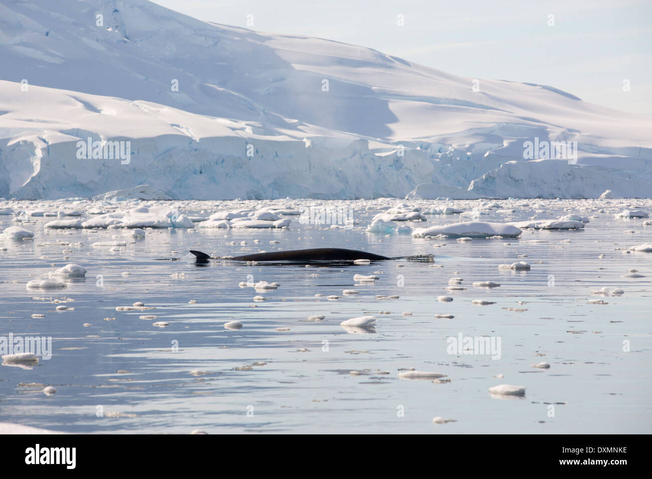 Minke Whales(Balaenoptera acutorostrata) Fütterung in die Gerlache Strait trennt die Palmer-Archipel Stockfoto