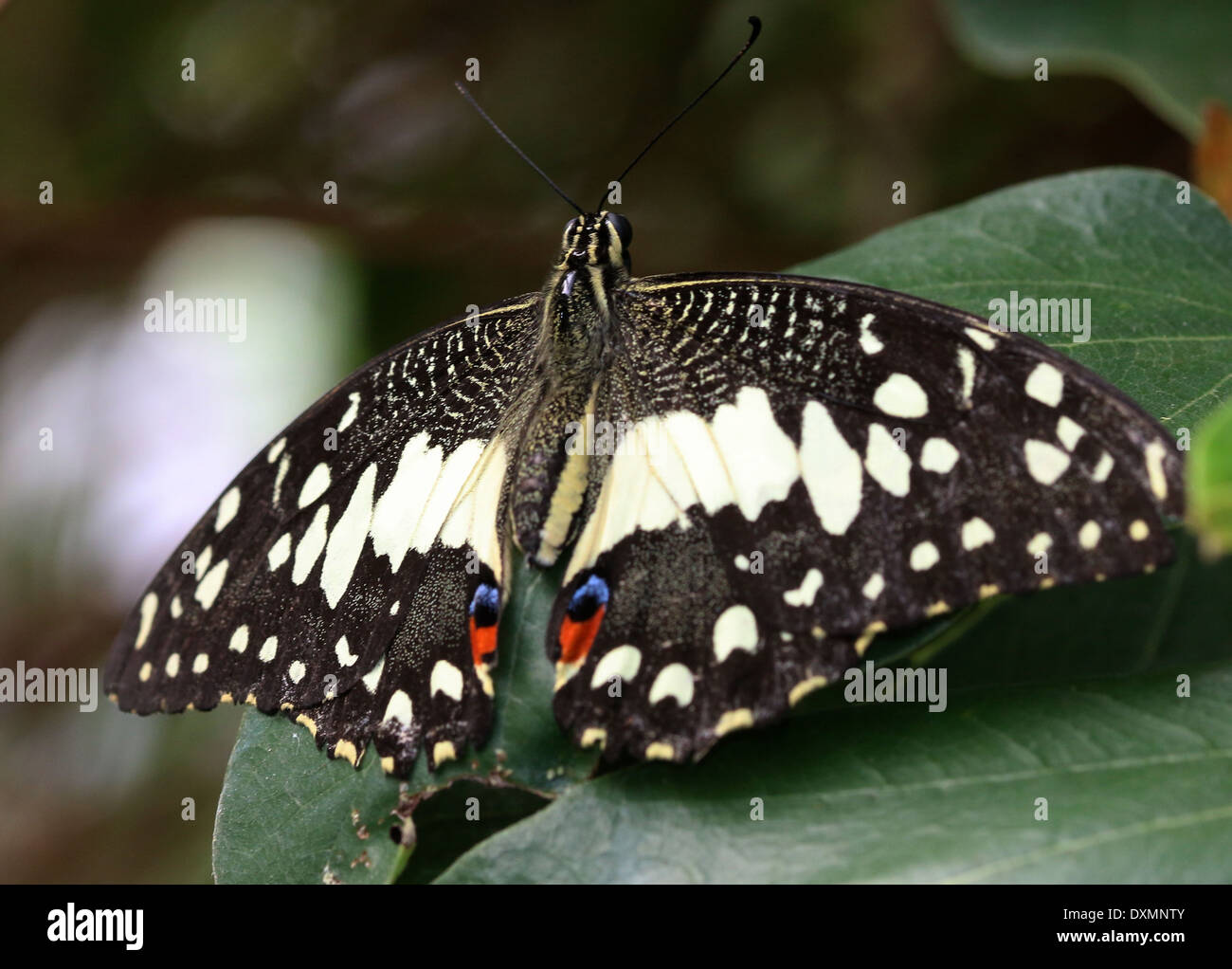 Gemeinsamen Kalk Schmetterling (Papilio Demoleus) aka Lemon Schmetterling, Karo-Schwalbenschwanz, Kalk Schwalbenschwanz, kleiner Zitrusfrüchte Schmetterling Stockfoto