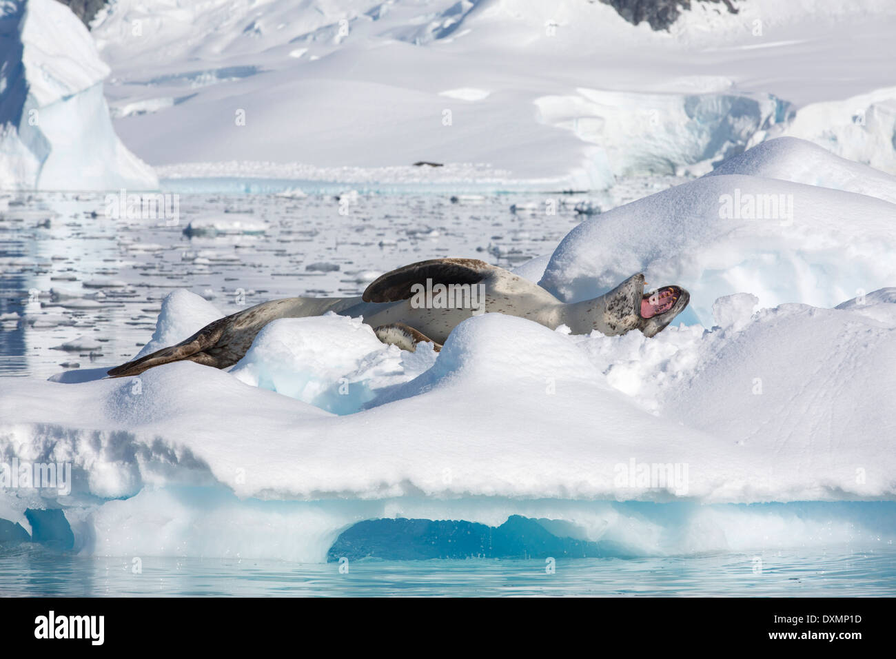 Ein Seeleopard (Hydrurga Leptonyx) holte auf einem Eisberg im Drygalski Fjord, Stockfoto