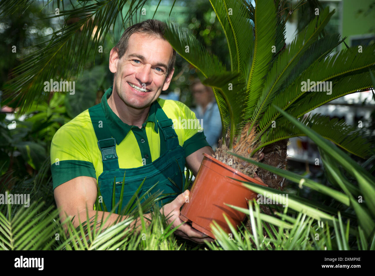 Gärtner präsentieren Topfpflanzen Palme im Kinderzimmer oder Garten-center Stockfoto