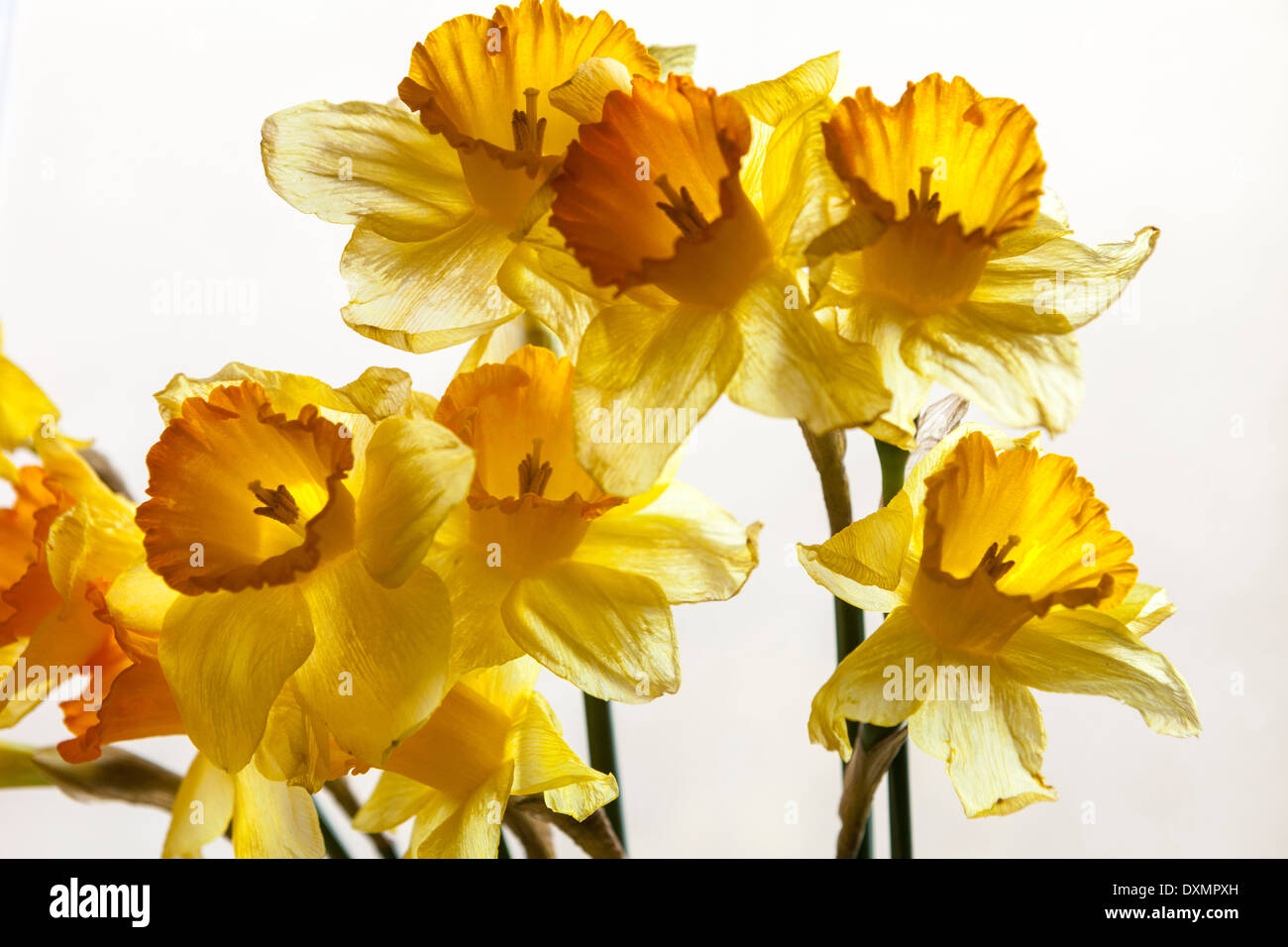 Narzissen-Narcissus Pseudonarcissus, Fastenzeit Lilly Stockfoto