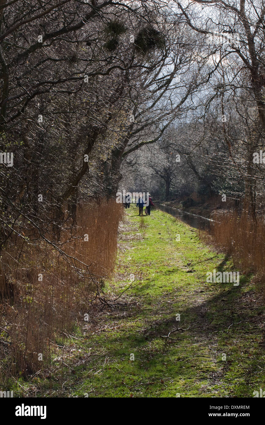 Dykeside zu Fuß. Freizeit Wanderer. März. Broadland. Hickling. Norfolk. East Anglia. Stockfoto