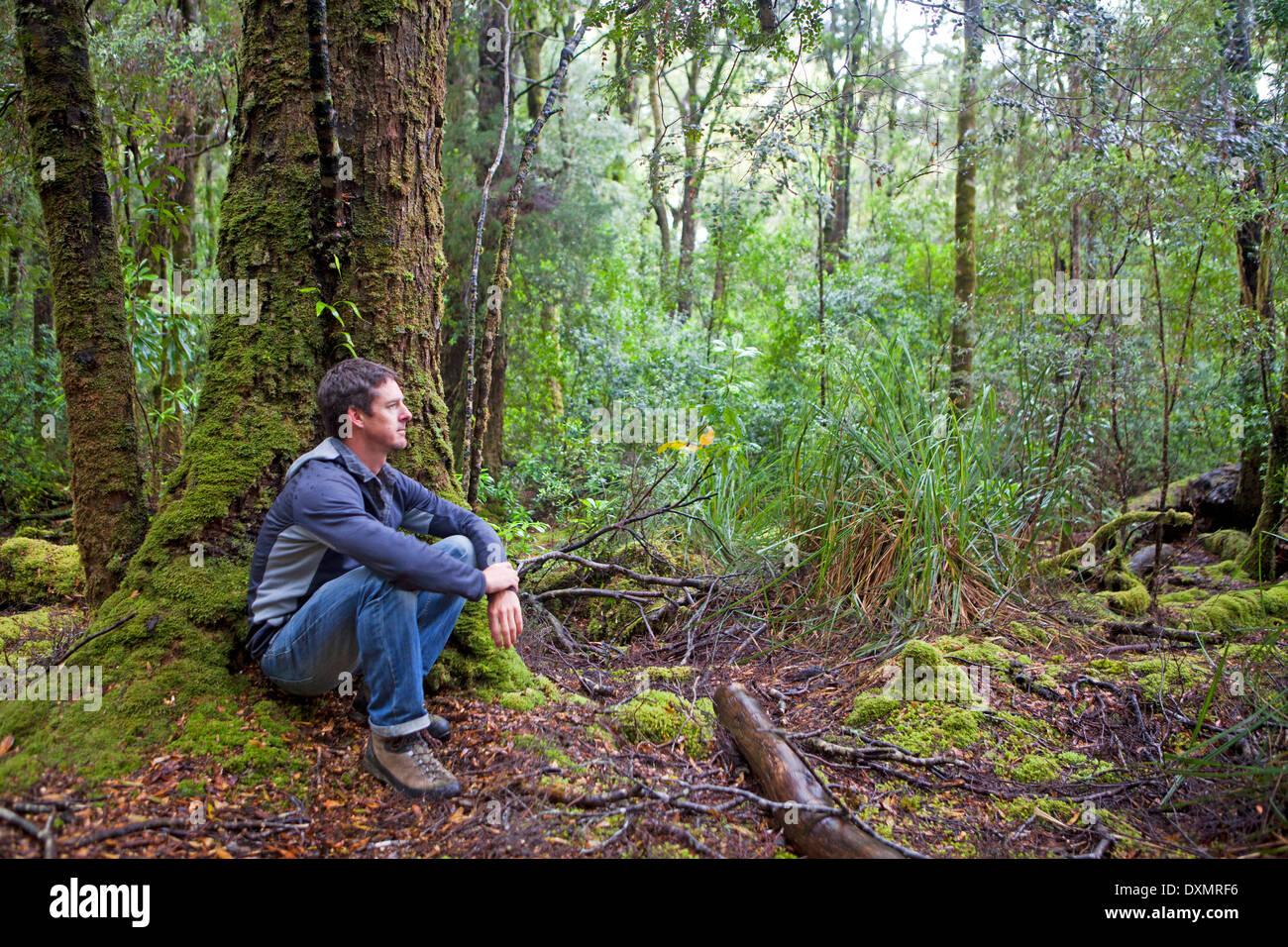 Rast in der Tarkine Regenwald Stockfoto