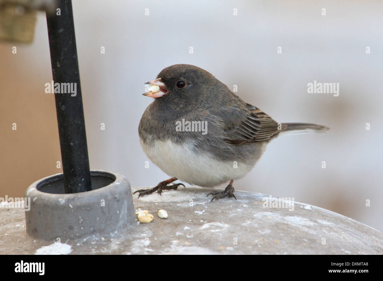 Dunkel-gemustertes Junco (Junco Hyemalis) Essen Samen auf ein Vogelhaus. Stockfoto