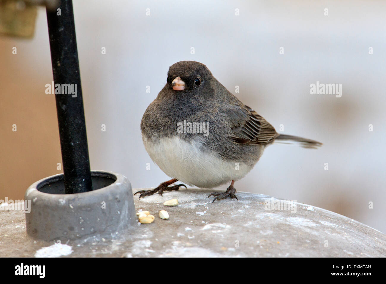 Dunkel-gemustertes Junco (Junco Hyemalis) Essen Samen auf ein Vogelhaus. Stockfoto