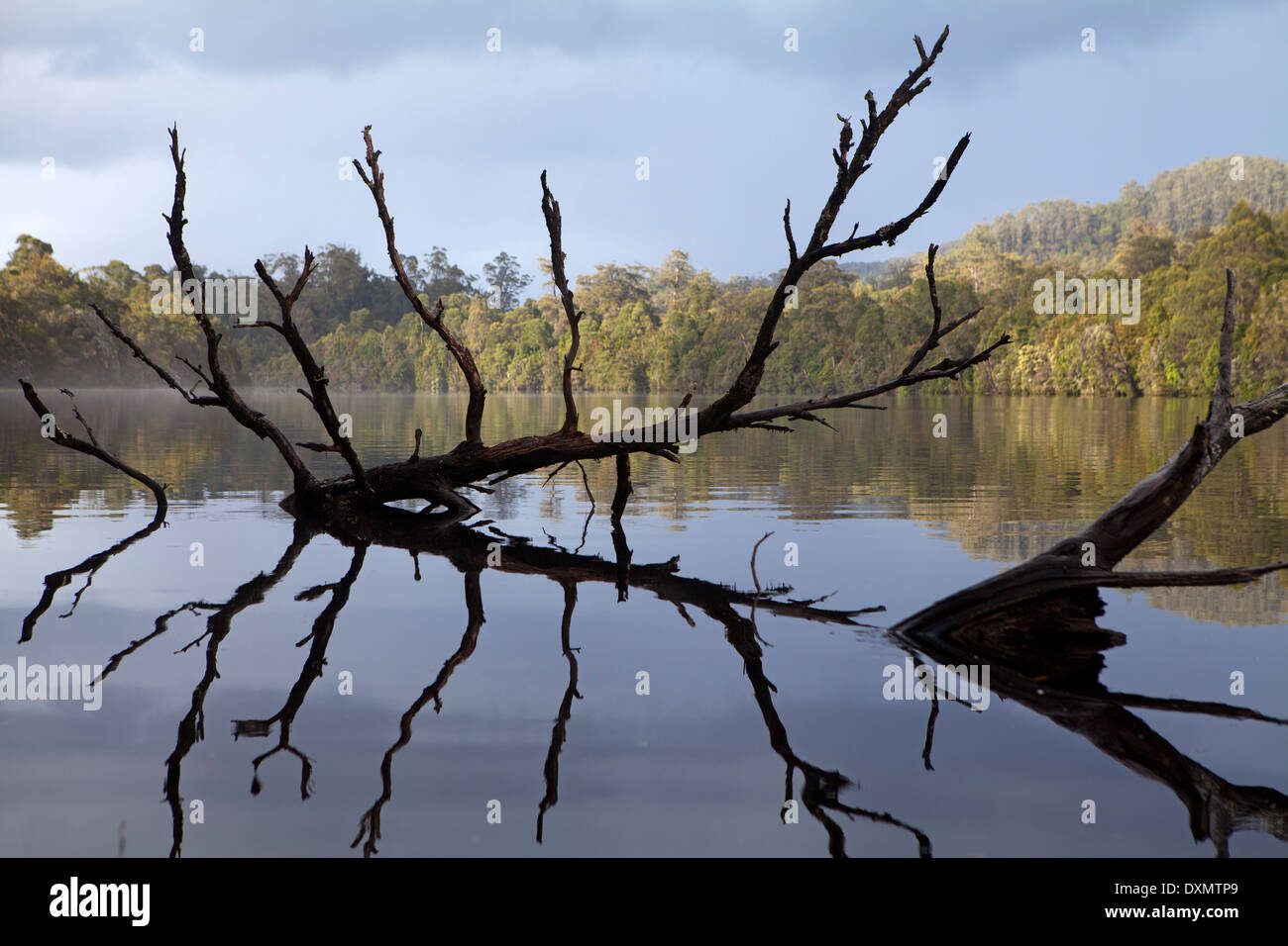 Umgestürzten Baum im Fluss Pieman innerhalb der Tarkine Regenwald Stockfoto