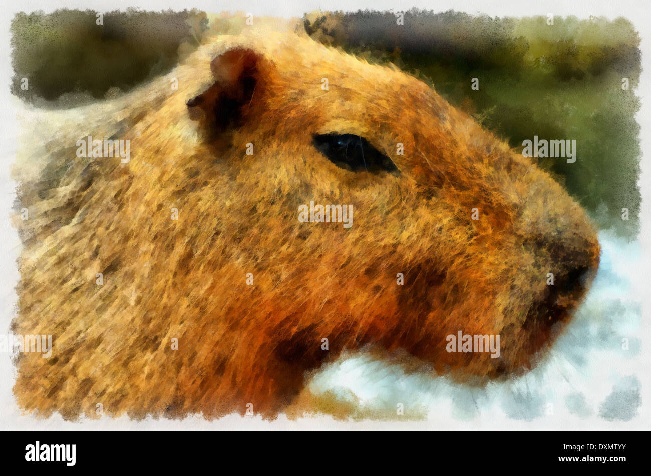 Capybara, Hydrochoerus Hydrochaeris, Illustrationen; Tiere; Bild; Bilder, Grafiken; Illustrationen Capybara, Aquarell Stockfoto