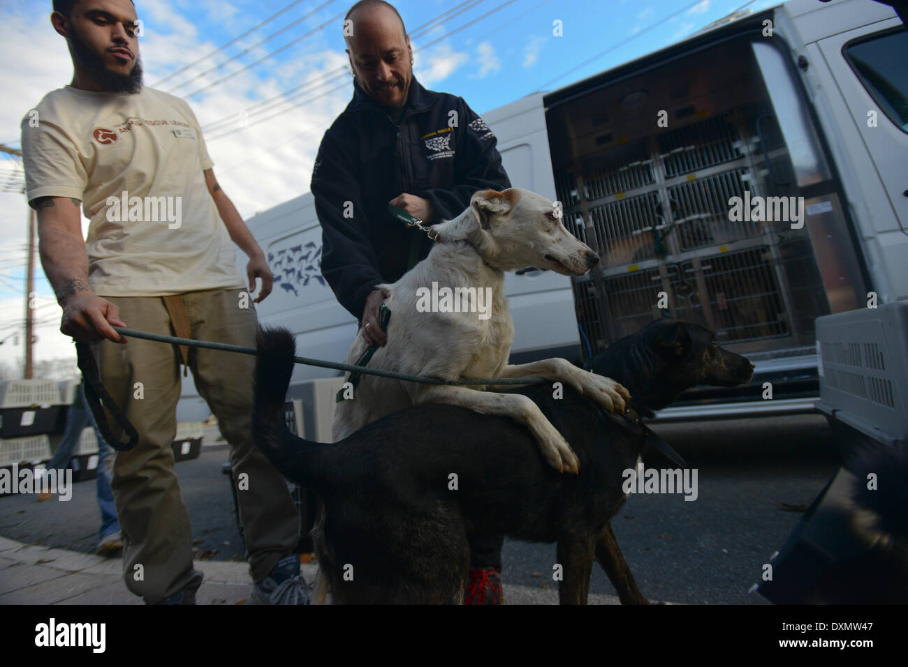 27. März 2014 - Washington, District Of Columbia, USA - zehn streunende Hunde gerettet aus den Straßen von der Olympischen Winterspiele Sotschi in Russland kommen Donnerstag um dem Tierheim Rescue League in Washington, DC die Hunde von Olympia-Athleten und andere gerettet wurden nach lokalen russische Behörden eine Schädlingsbekämpfung Unternehmen, sie zu "bereinigen" vernichten eingestellt als die Olympischen Spiele in Sotschi hat begonnen. Im Tierheim werden versuchen, Häuser für die Hunde zu finden. (Bild Kredit: © Miguel Juarez Lugo/ZUMAPRESS.com) Stockfoto