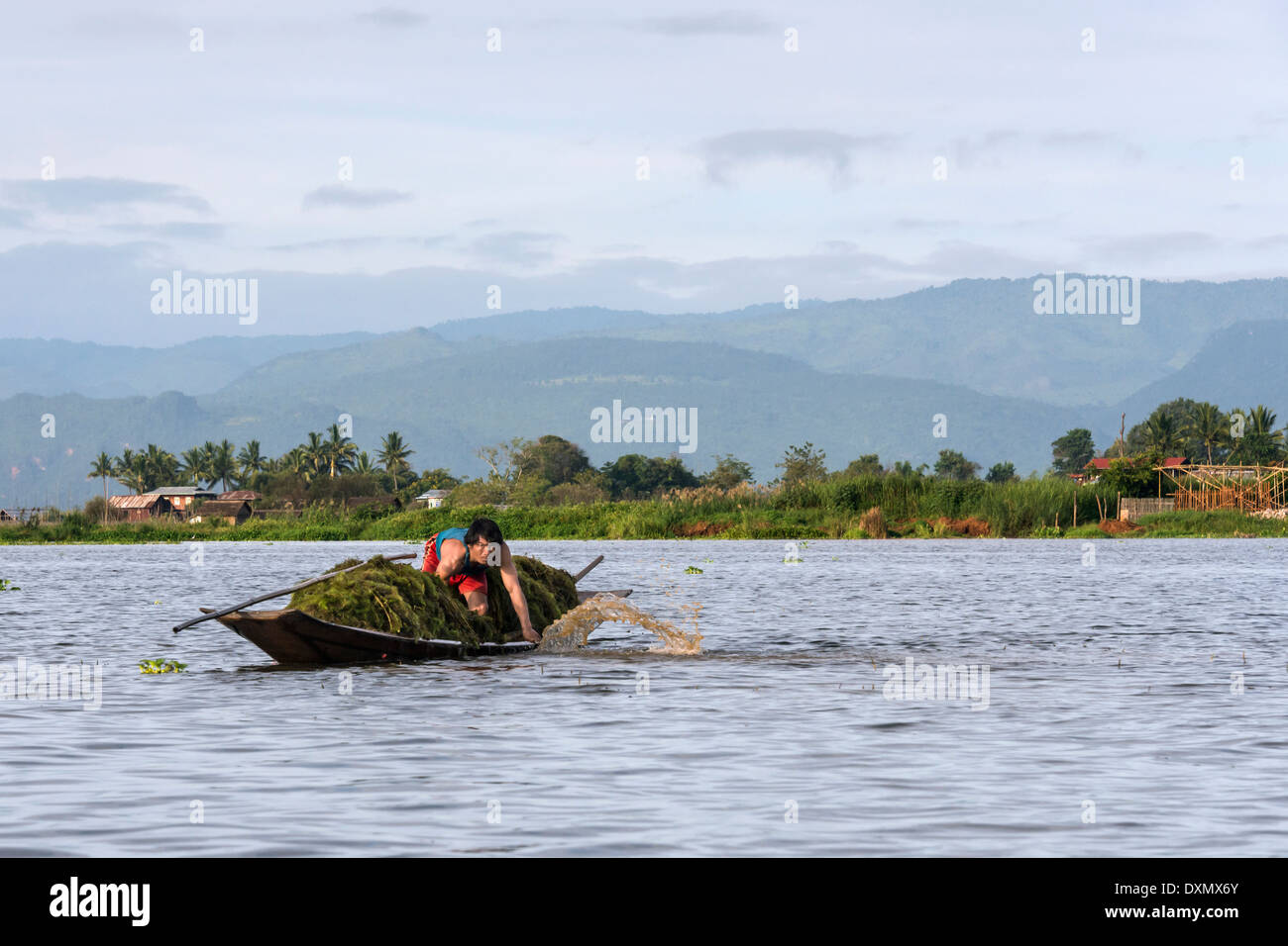 Mann Pressen Wasser aus einem Kanu, schwer beladen mit See Unkraut, Inle-See, Myanmar Stockfoto