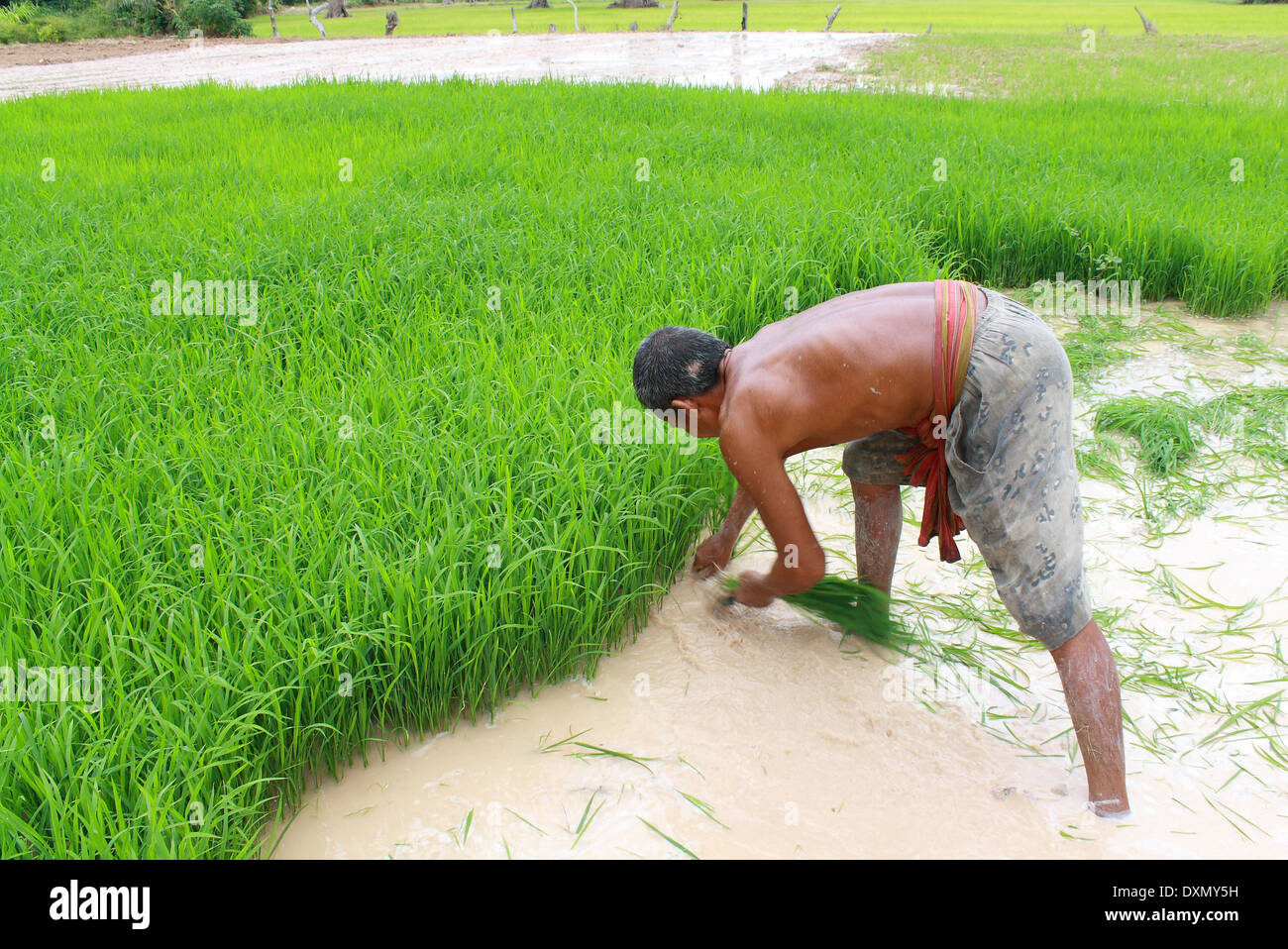 ein Bauer, er ist Pflanzen den Reis auf ihn Feld Stockfoto