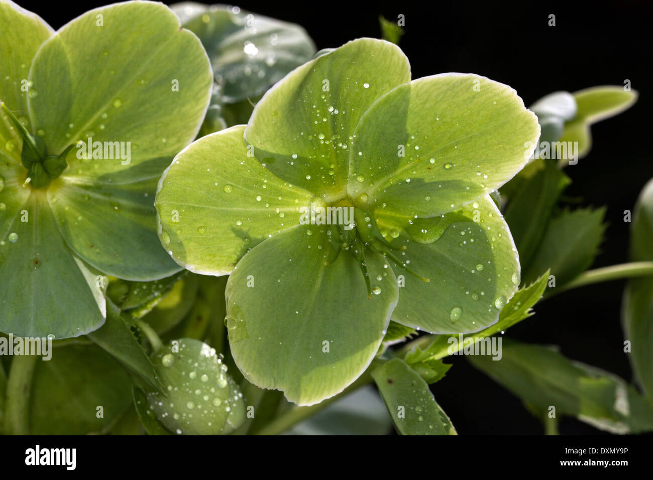 Helleborus Argutifolius, grüne schalenförmigen Blüten, Novato, Kalifornien, USA Stockfoto