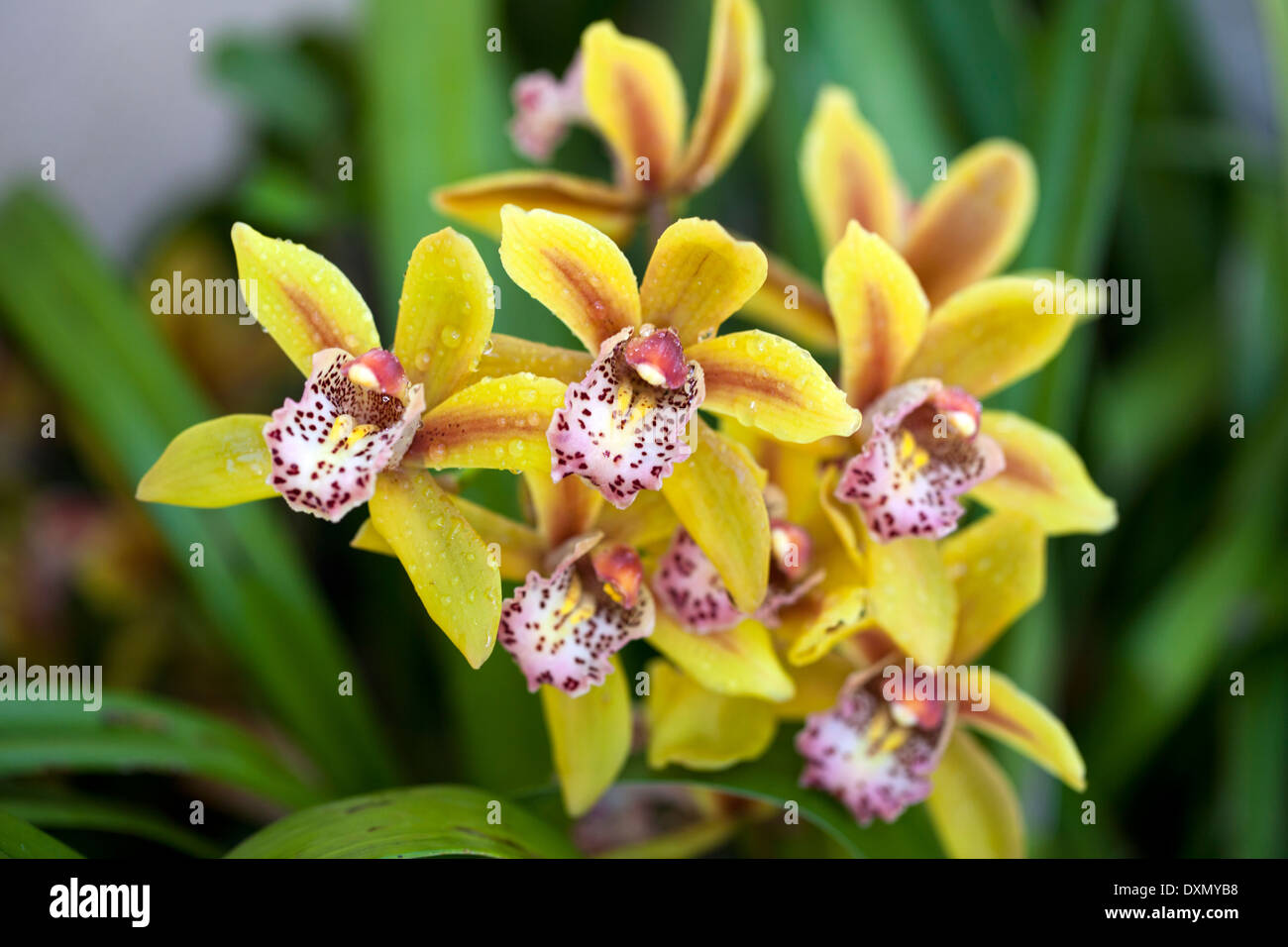 Gelbe Orchideen in voller Blüte, Northern California, USA Stockfoto