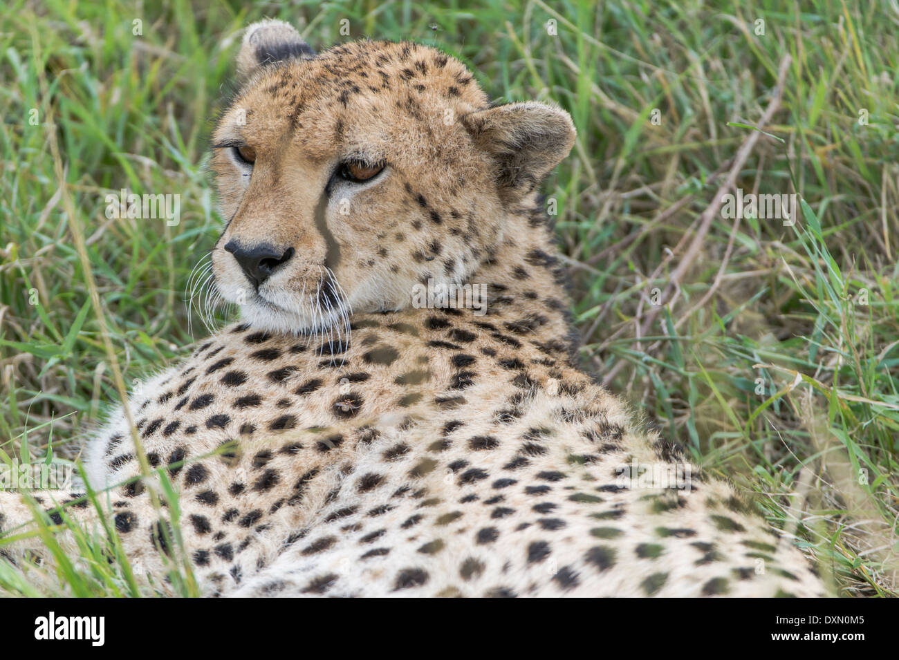 Gepard, Gepard, Stockfoto