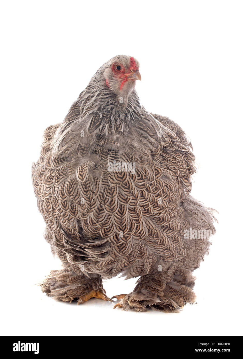 Brahma Huhn vor weißem Hintergrund Stockfoto