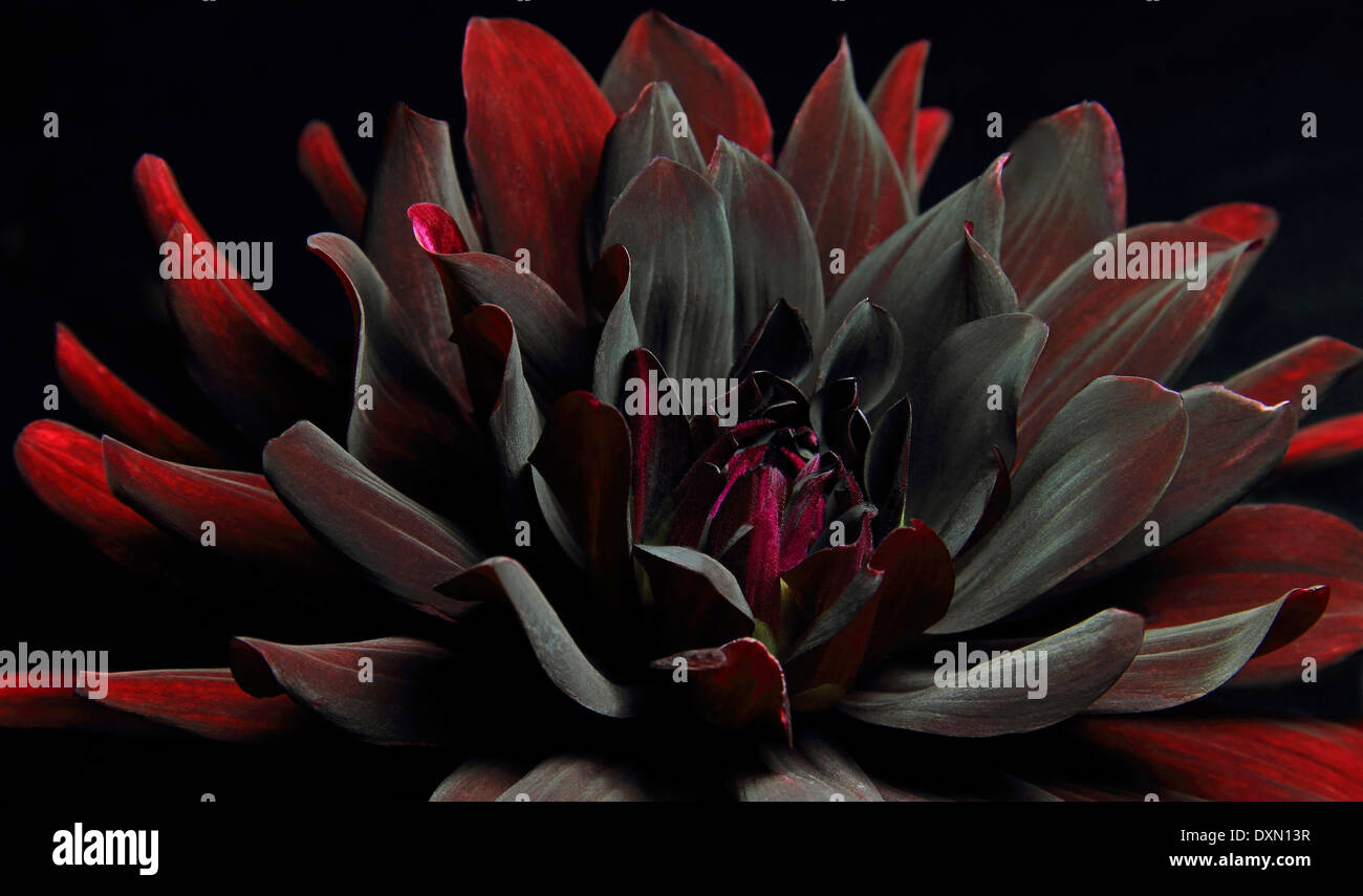 Black Dahlia Stockfoto