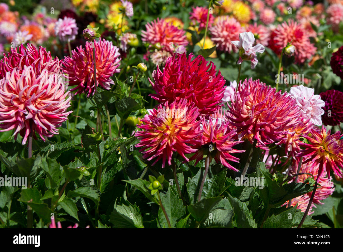 Farbenfrohe Dahlien Blumen Im Dahlia Garden Conservatory Of Flowers Golden Gate Park San Francisco California Vereinigte Staaten Von Amerika Stockfotografie Alamy