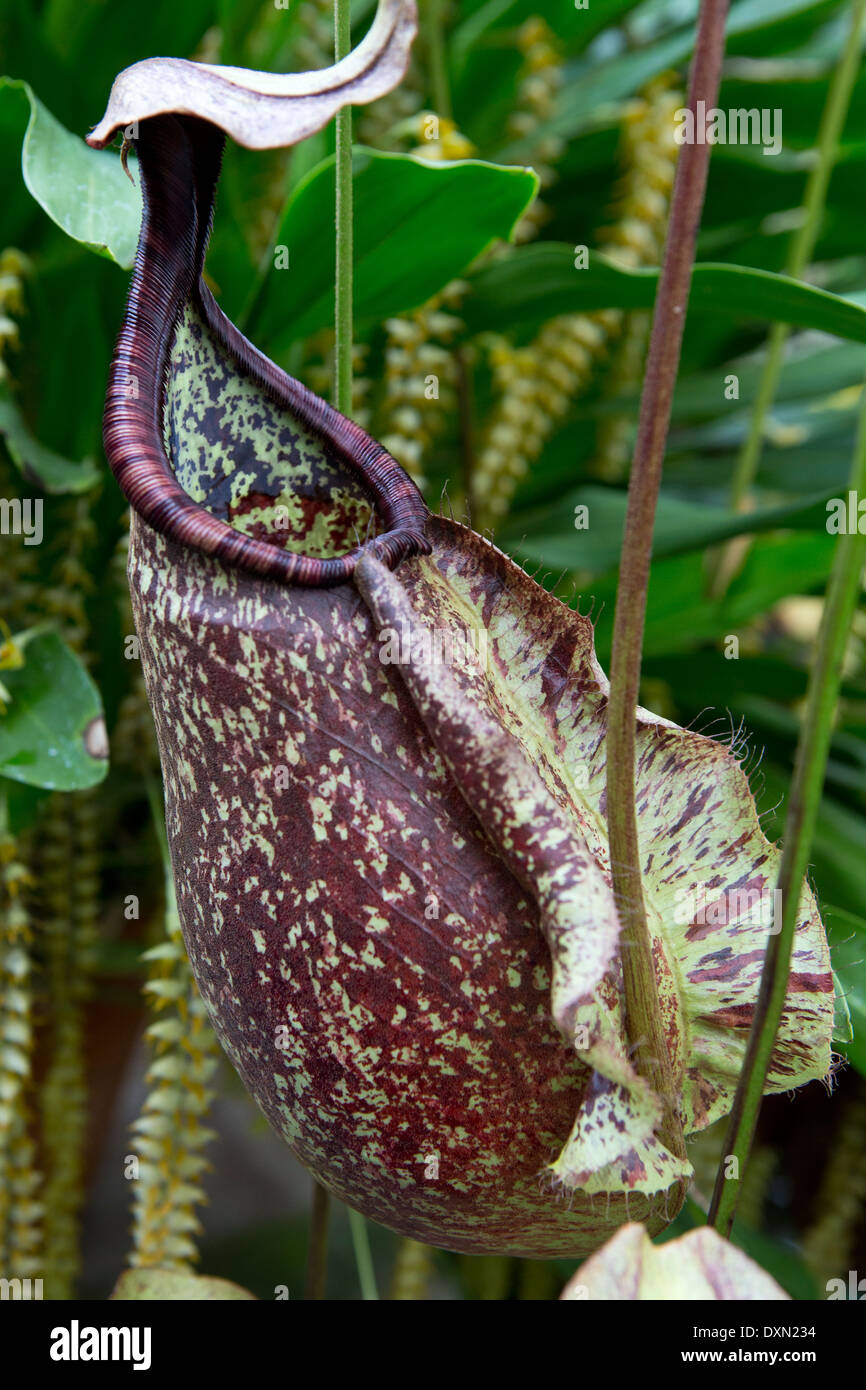 Braune und grüne Nepenthes-Kannenpflanze Stockfoto