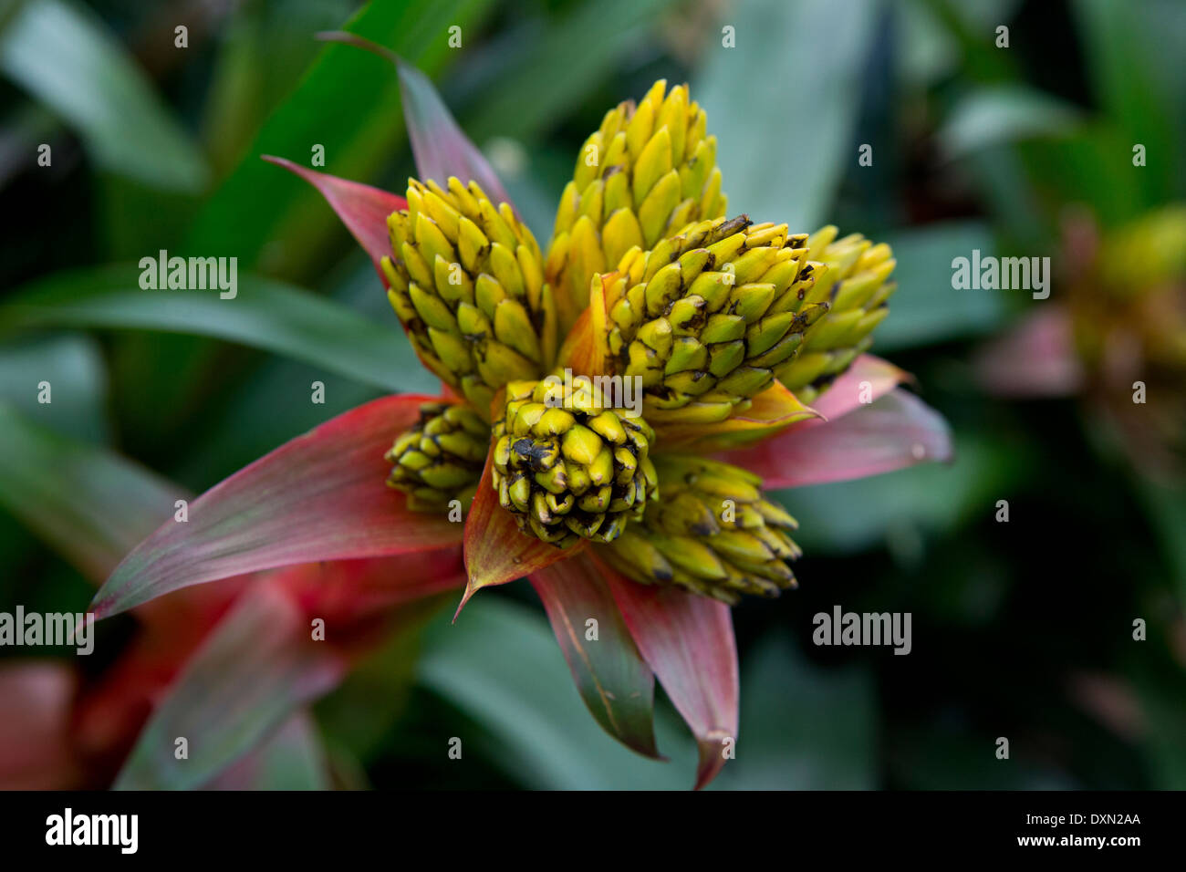 Rote und gelbe Bromelia Blume Stockfoto