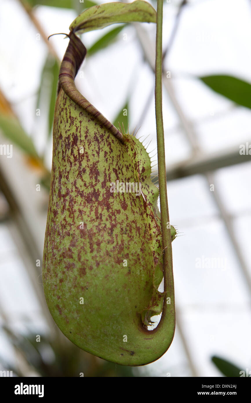 Grüne und braune Nepenthes-Kannenpflanze Stockfoto