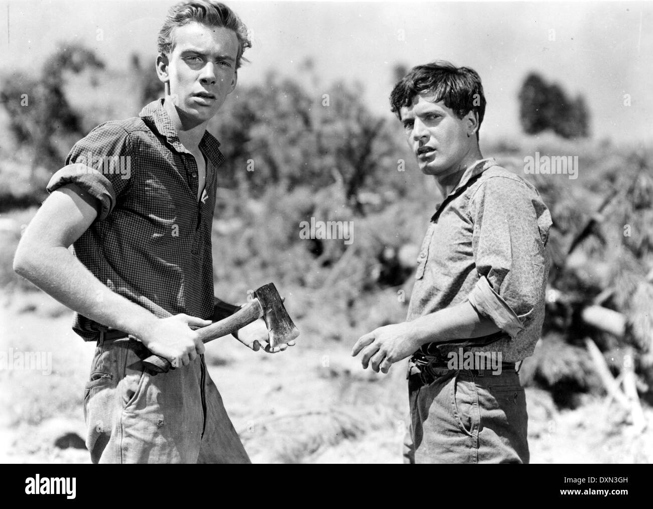 DIE GROßE KATZE Stockfoto