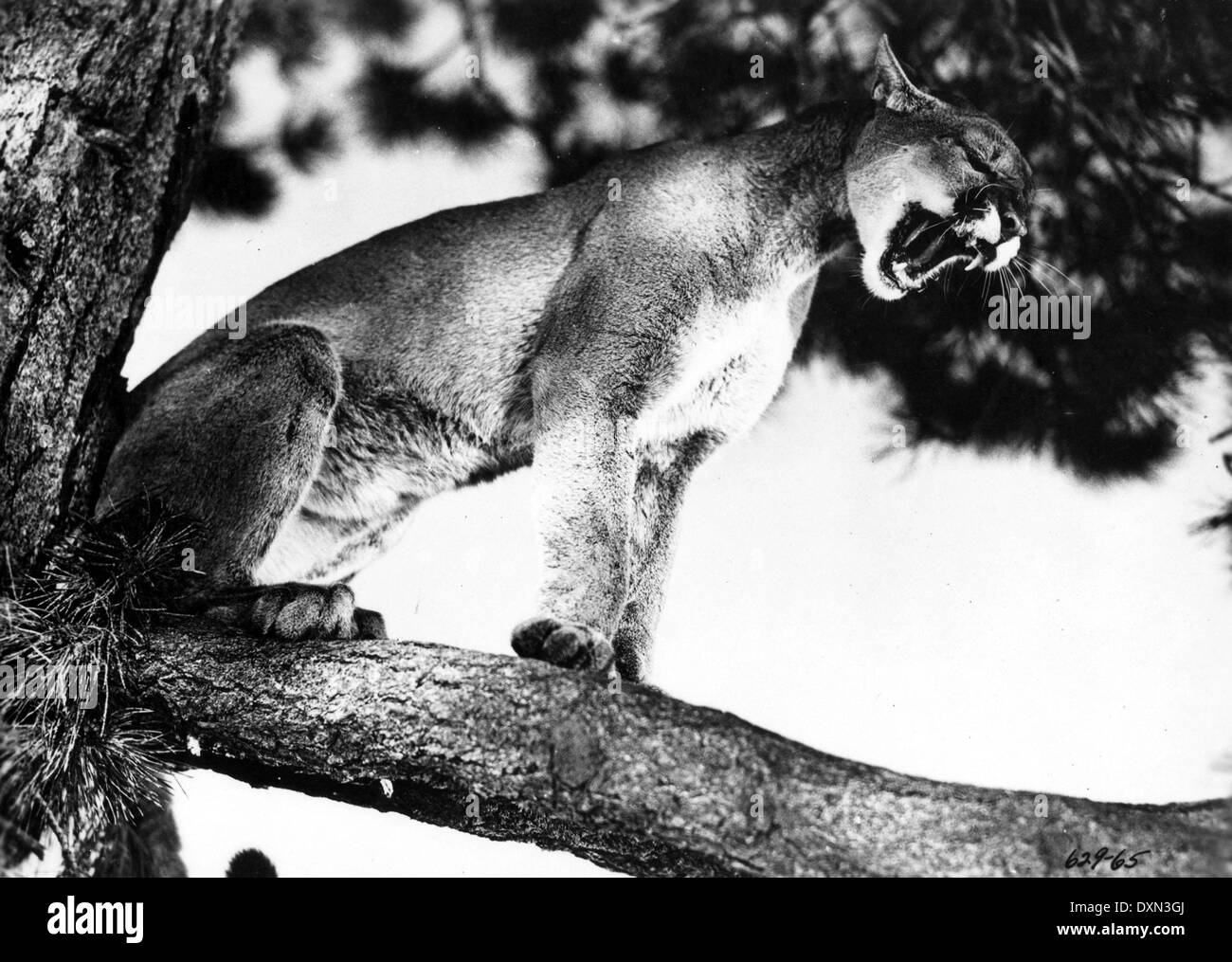 DIE GROßE KATZE Stockfoto