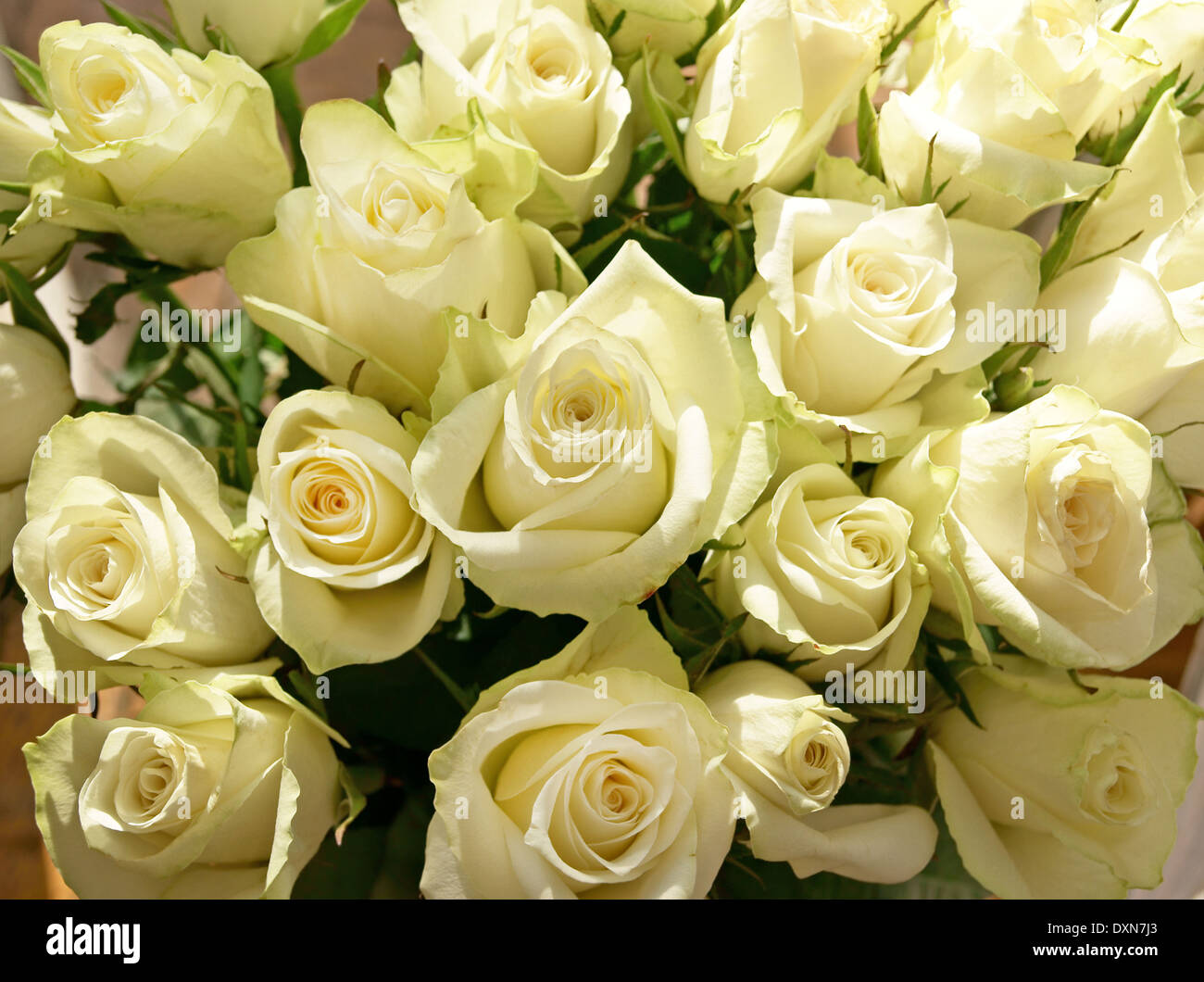 Grünlich weißen Rosenstrauß Stockfoto