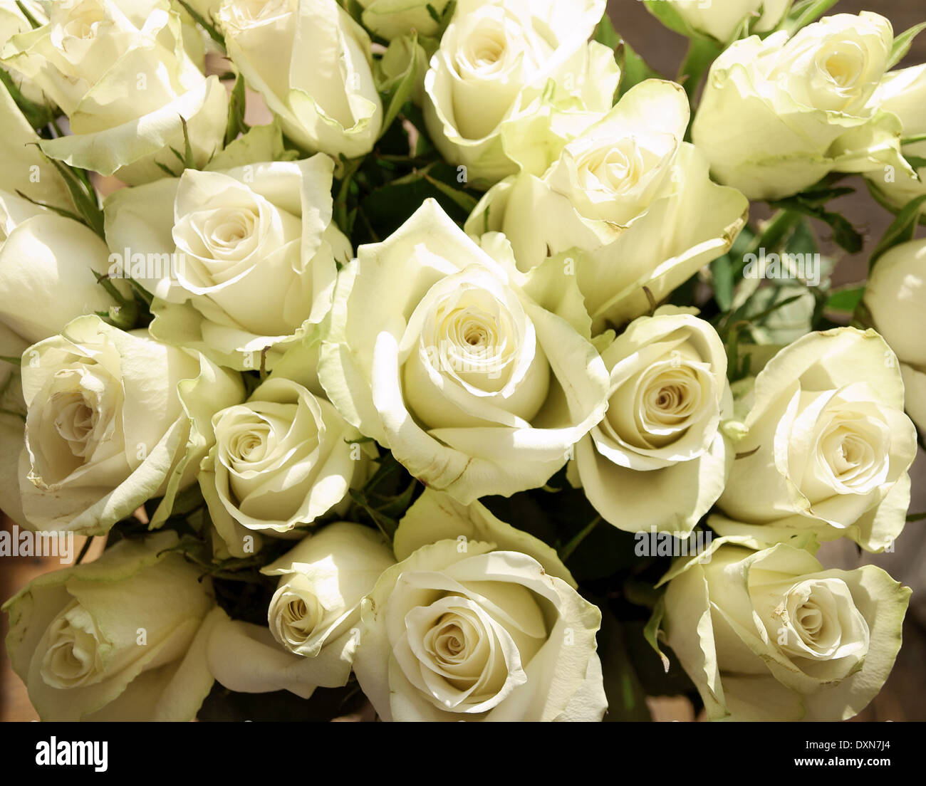 Große Haufen von grünlich weißen Rosen Stockfoto