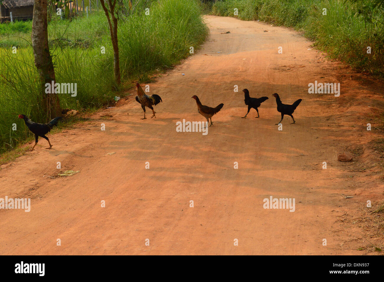 Warum sind die Chicken crossing? Stockfoto