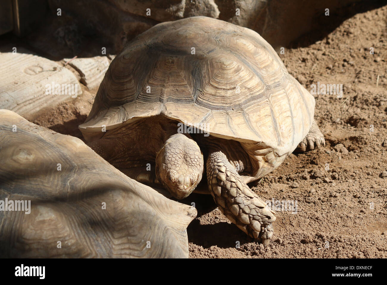 Afrikaner trieb Schildkröte oder Sulcata Schildkröte (Geochelone Sulcata), größte land Schildkröte der Welt. Stockfoto