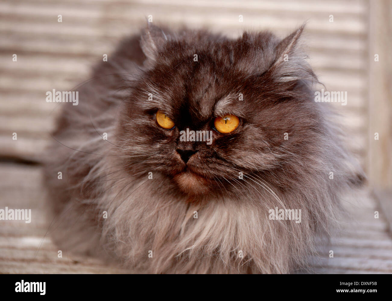 Nette Katze Stockfoto