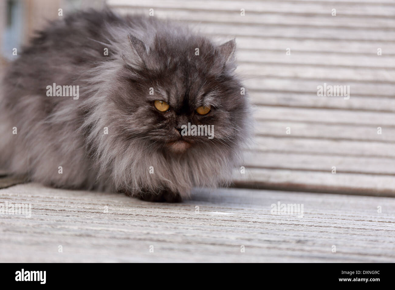 Graue Katze Stockfoto