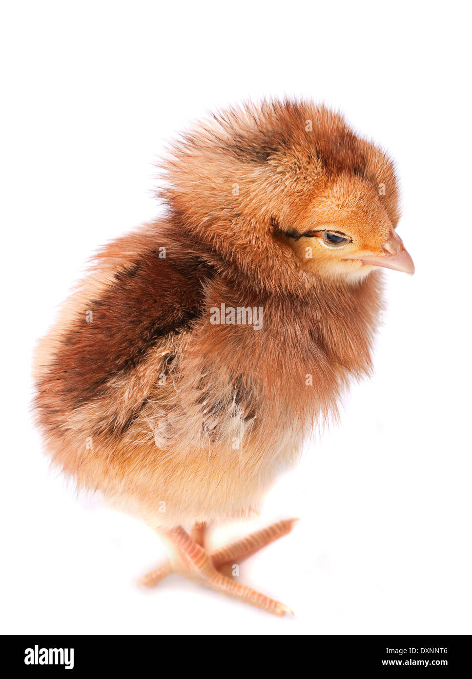 Baby Huhn Closeup isoliert auf weiss Stockfoto