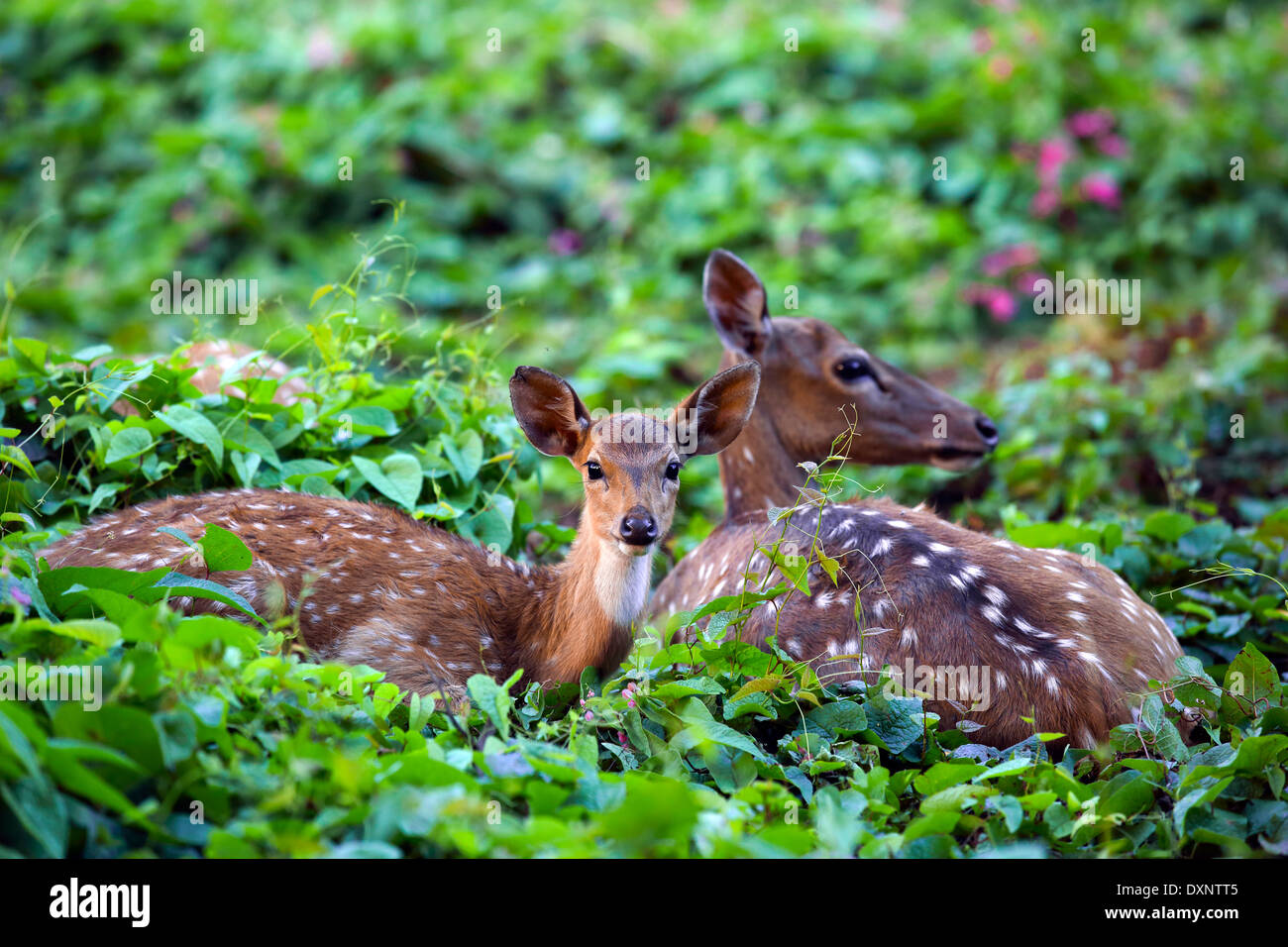 Niedlichen Rehkitz mit Mutter im Wald, Sri Lanka Axishirsche Stockfoto