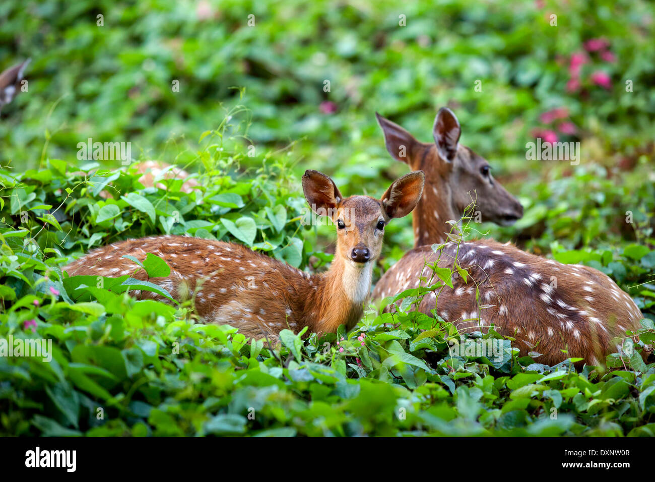 Niedlichen Rehkitz mit Mutter im Wald, Sri Lanka Axishirsche Stockfoto