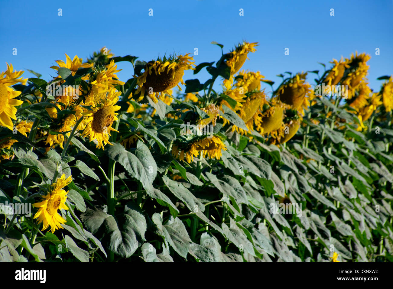 Reife Sonnenblumenfeld Detail mit sky Stockfoto