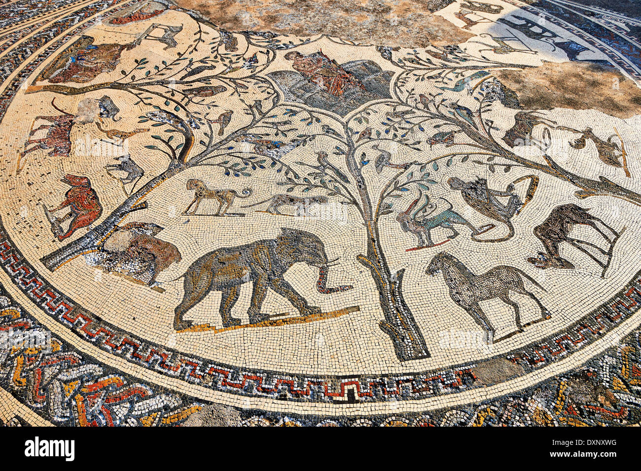 Römisches Mosaik aus The House of Orpheus zeigt Orpheus spielt eine laute und afrikanische Tiere Ausgrabungsstätte Volubilis, Marokko Stockfoto