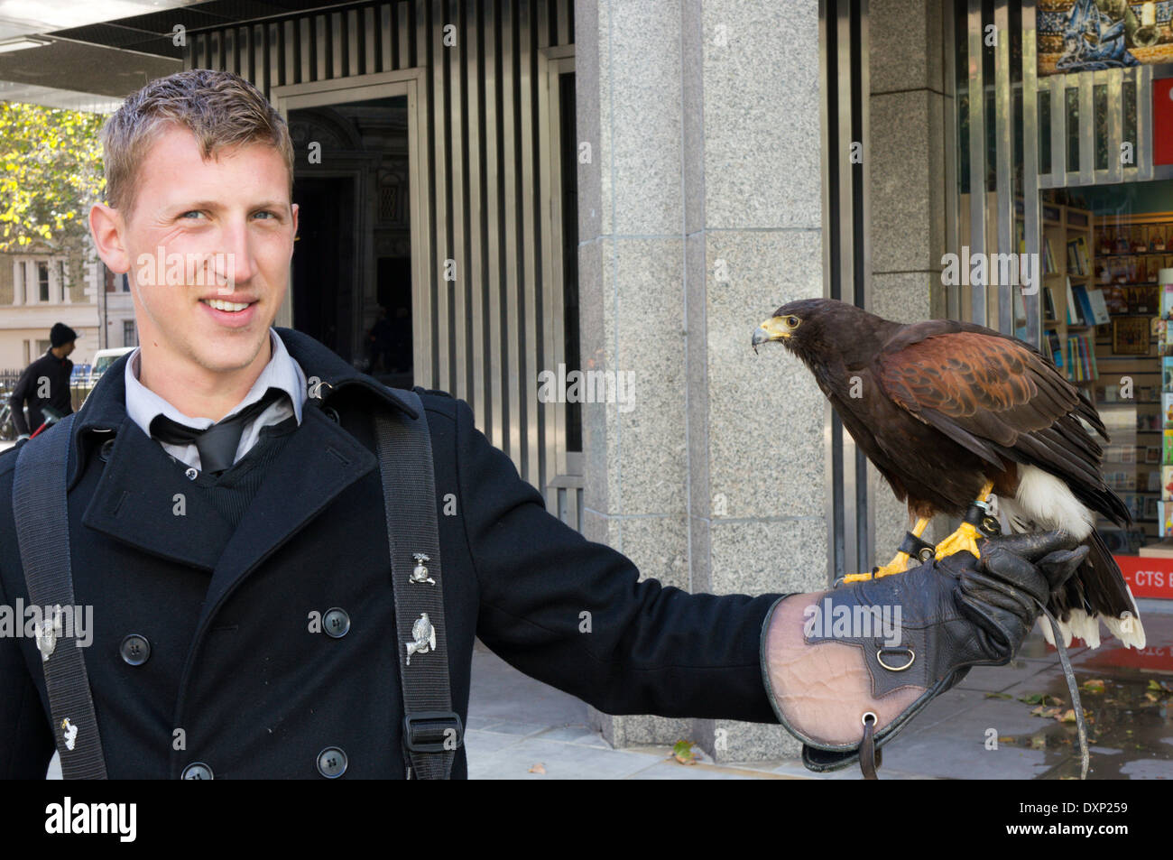 Ein Falkner in Central London mit einem Harris Hawk saß auf seinem Behandschuhten Handgelenk. Beschäftigt Tauben von öffentlichen Gebäuden zu erschrecken. Stockfoto