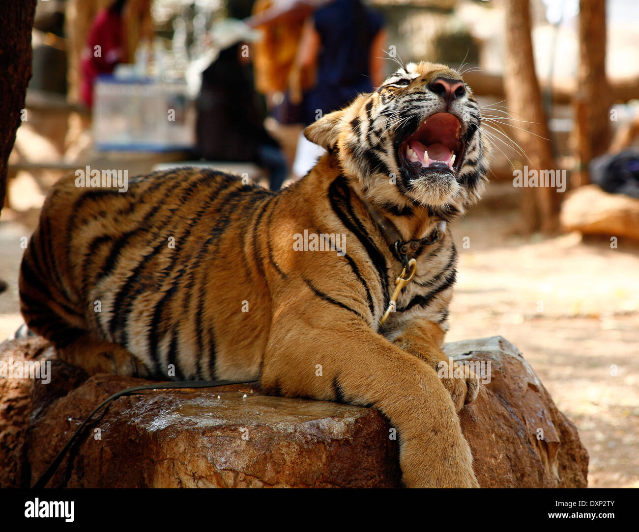 Thailand, Kanchanaburi, Wat Pha Luang Ta Bua, indochinesische Tiger (Panthera Tigris Corbetti) Stockfoto