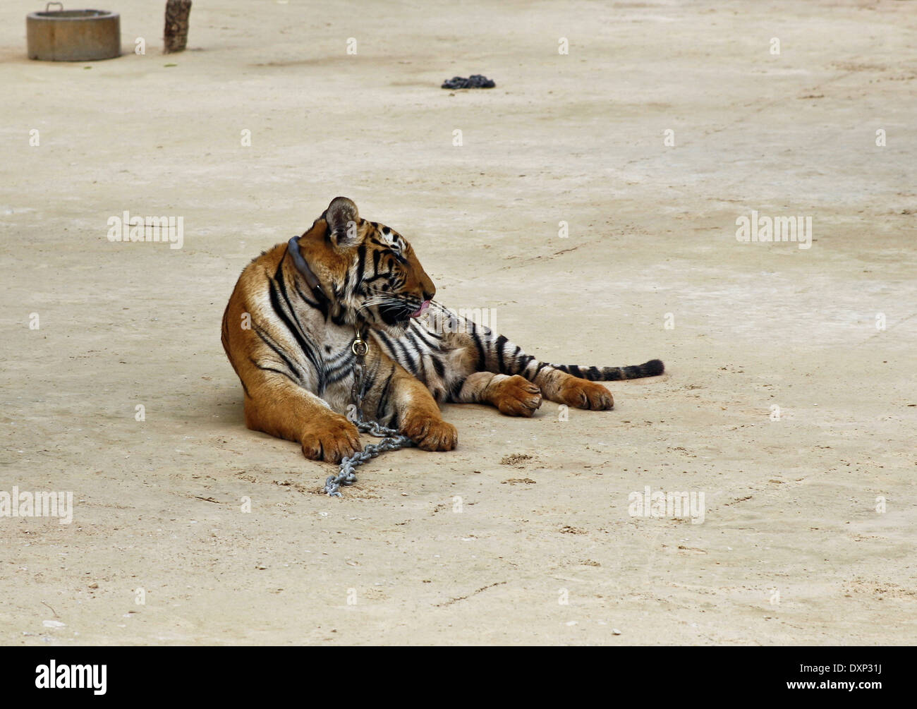 Thailand, Kanchanaburi, Wat Pha Luang Ta Bua, indochinesische Tiger (Panthera Tigris Corbetti) Stockfoto