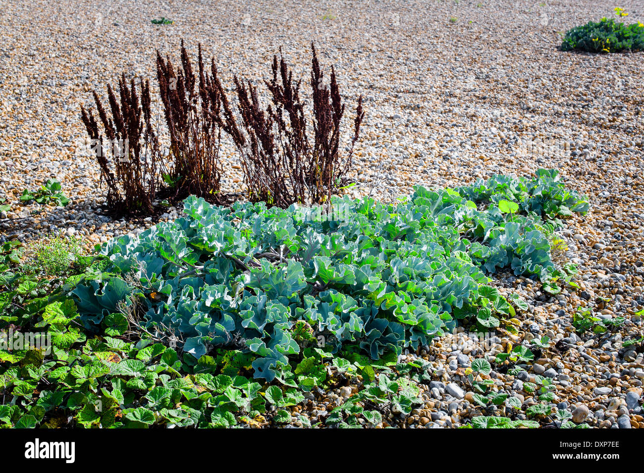 Seekohl wächst in Kiesstrand in Sussex UK Stockfoto