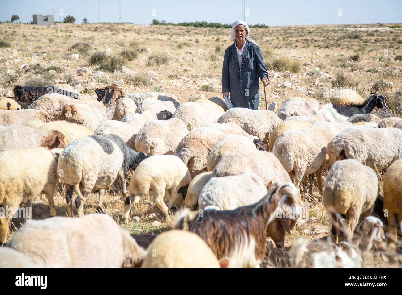 Hirte und seine Schafe, Tunesien Stockfoto
