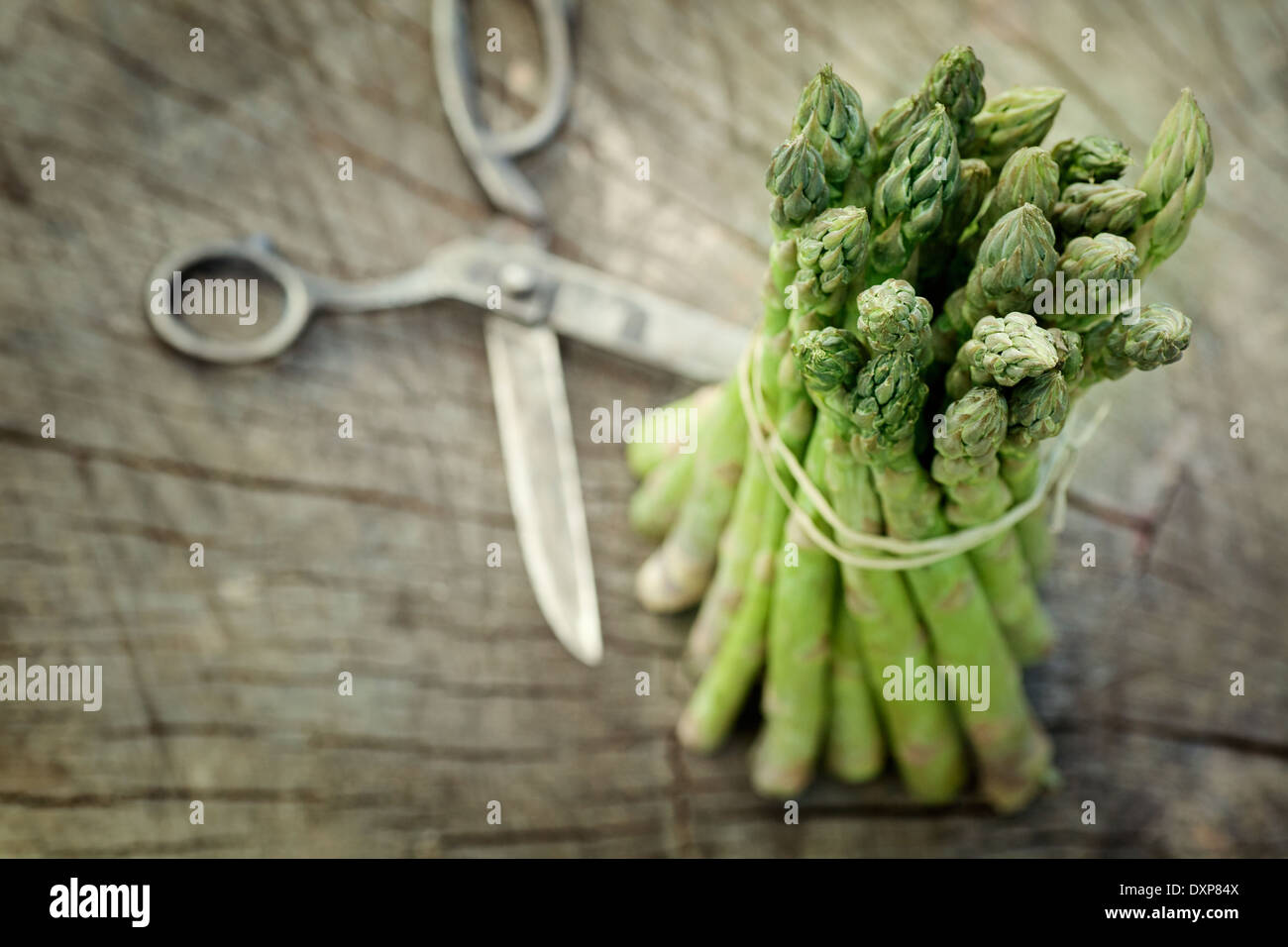 Frühling Gartenkonzept. Frisch geernteter Spargel auf hölzernen Hintergrund Stockfoto